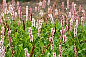 PERSICARIA AFFINIS