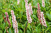 PERSICARIA AFFINIS