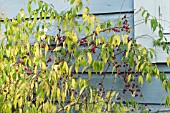 PRINSEPIA SINENSIS, HARDY SHRUB, FRUITS, SEPTEMBER