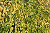 PRINSEPIA SINENSIS, HARDY SHRUB, FRUITS, SEPTEMBER