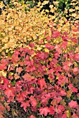 RIBES GLANDULOSUM (RED LEAVES)& RIBES AMERICANUM, DECIDUOUS SHRUBS, SEPTEMBER