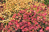 RIBES GLANDULOSUM (RED LEAVES)& RIBES AMERICANUM, DECIDUOUS SHRUBS, SEPTEMBER