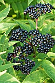 SAMBUCUS EBULUS, HARDY SHRUB, FRUITS, SEPTEMBER