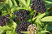 SAMBUCUS EBULUS, HARDY SHRUB, FRUITS, SEPTEMBER