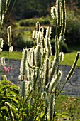 SANGUISORBA CANADENSIS