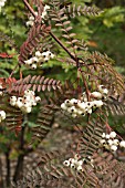 SORBUS KOEHNEANA