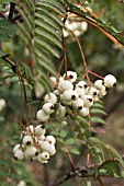 SORBUS KOEHNEANA, HARDY TREE, SEPTEMBER