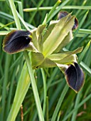 IRIS TUBEROSA, (SYN. HERMODACTYLUS TUBEROSUS)