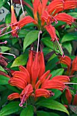 AESCHYNANTHUS HOT FLASH, TENDER HOUSE PLANT, OCTOBER