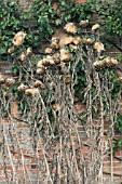 CYNARA CARDUNCULUS, ARTICHOKE FLOWERHEADS LEFT TO PRODUCE SEED, OCTOBER