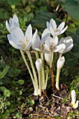 COLCHICUM AUTUMNALE ALBUM, AUTUMN FLOWERING BULB