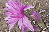 COLCHICUM WATERLILY, AUTUMN FLOWERING BULB