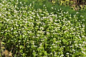 FAGOPYRUM ESCULENTUM, BUCKWHEAT, HARDY ANNUAL GARIN USED HERE AS GREEN MANURE, OCTOBER