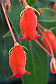 GLOXINIA SYLVATICA BOLIVIAN SUNSET