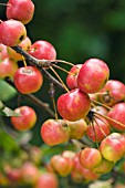 MALUS X ROBUSTA