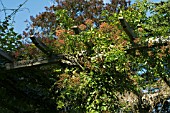 ROSA FRANCIS E LESTER, AUTUMN HIPS, OCTOBER