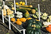 CUCURBITA PEPO, SELECTION OF SQUASH & PUMPKINS ON METAL DRYING RACK, OCTOBER