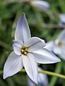 IPHEION UNIFLORUM