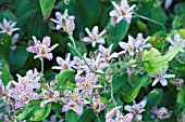 TRICYRTIS LILAC TOWERS