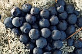 VACCINIUM CORYMBOSUM, WILD BLUEBERRY ON REINDEER MOSS