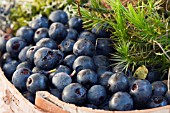 VACCINIUM CORYMBOSUM, WILD BLUEBERRY ON MOSS IN BIRCH BASKET, SEPTEMBER