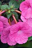 ACHIMENES WETTERLOWS TRIUMPH