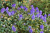 ACONITUM X CARMICHAELII ARENDSII, MONKSHOOD