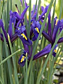 IRIS RETICULATA DARK PURPLE