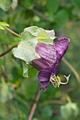 COBAEA SCANDENS