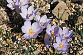 CROCUS PULCHELLUS