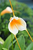 MASDEVALLIA AQUARIUS FALCON SUNRISE X CONSTRICTA