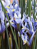 IRIS RETICULATA CANTAB