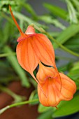 MASDEVALLIA HAN