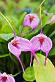 MASDEVALLIA ROSE MARY, TENDER POT PLANT ORCHID