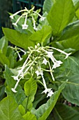 NICOTIANA SYLVESTRIS