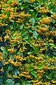 PYRACANTHA SHAWNEE