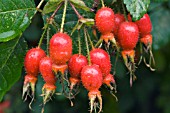 ROSA MACROPHYLLA, ROSE HIPS