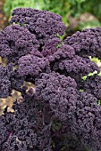 BRASSICA OLERACEA, CURLY KALE RED BOR