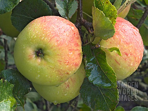 MALUS_DOMESTICA_JAMES_GRIEVE_EARLY_EATING_APPLE