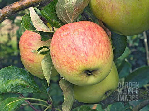 MALUS_DOMESTICA_JAMES_GRIEVE_EARLY_EATING_APPLE