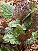 LAMIUM ORVALA