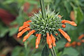 LEONOTIS LEONURUS