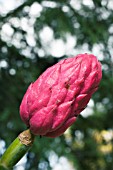 MAGNOLIA TRIPELTA, FRUIT, SEPTEMBER