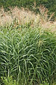 MISCANTHUS SINENSIS SILBERFEDER