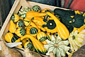 CUCURBITA PEPO, MIXED ORNAMENTAL GOURDS HARVESTED FOR STORAGE