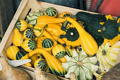 CUCURBITA_PEPO_MIXED_ORNAMENTAL_GOURDS_HARVESTED_FOR_STORAGE