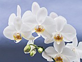 PHALAENOPSIS HYBRID, MOTH ORCHID