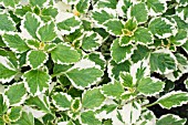 PLECTRANTHUS MADAGASCARIENSIS VARIEGATED MINTLEAF