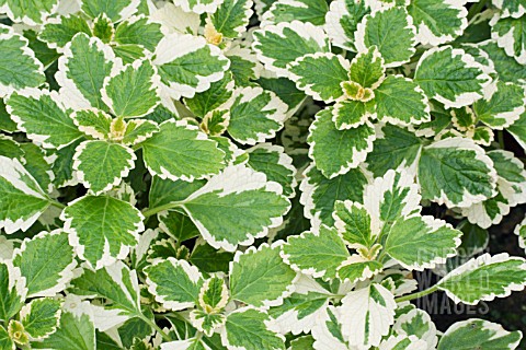 PLECTRANTHUS_MADAGASCARIENSIS_VARIEGATED_MINTLEAF