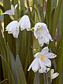 LEUCOJUM AESTIVUM GRAVETYE GIANT